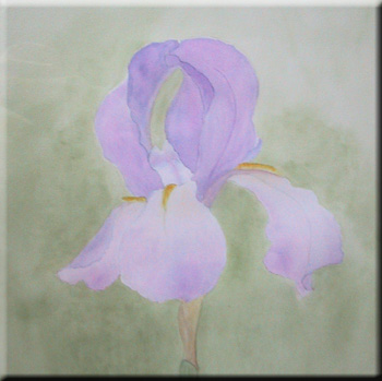 Iris - aquarelle