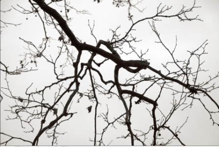 branches d'hiver